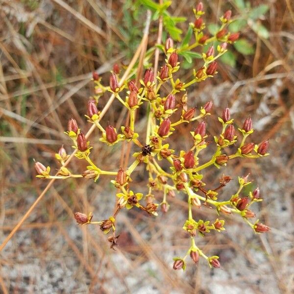 Hypericum cistifolium Flower