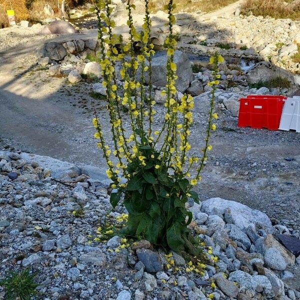 Verbascum virgatum Flor