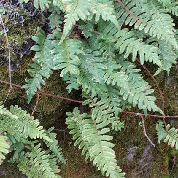 Polypodium vulgare Habit