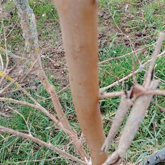 Lagerstroemia indica Casca