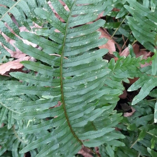 Polypodium vulgare Leaf