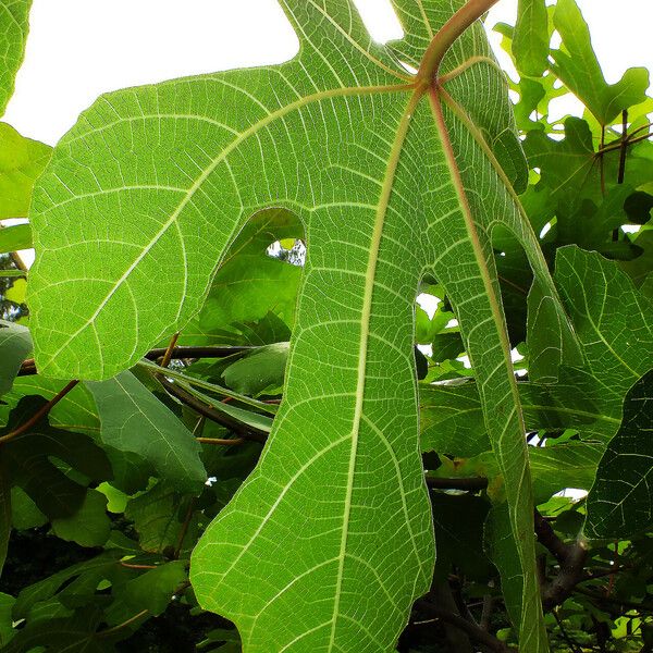 Ficus carica برگ