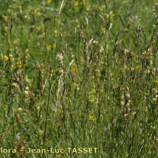Danthonia alpina Агульны выгляд