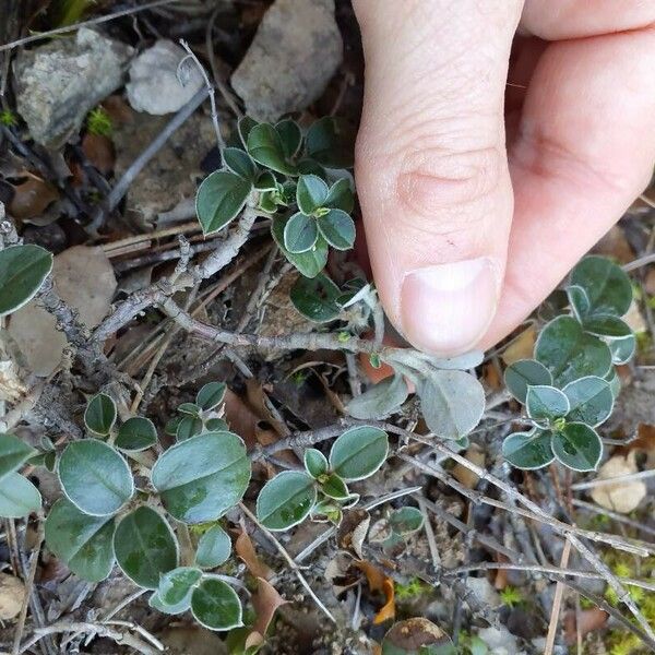 Helianthemum cinereum Leaf