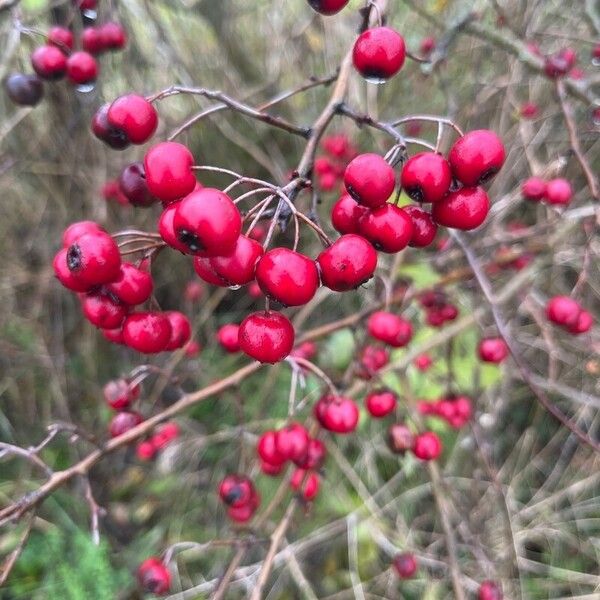 Crataegus laciniata Deilen