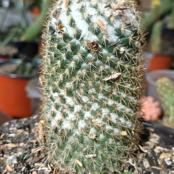 Mammillaria columbiana Leaf