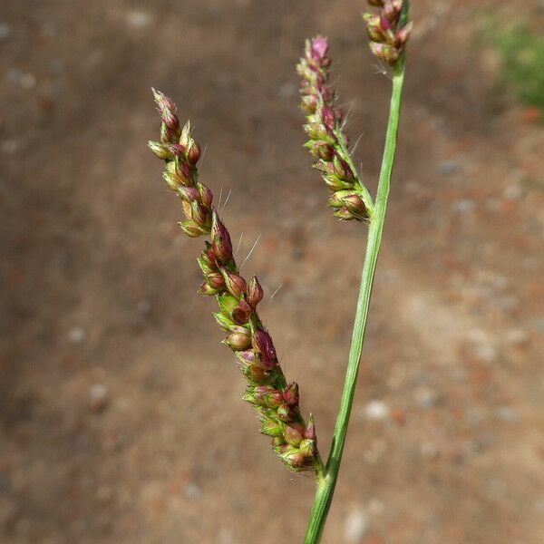 Echinochloa colona Cortiza