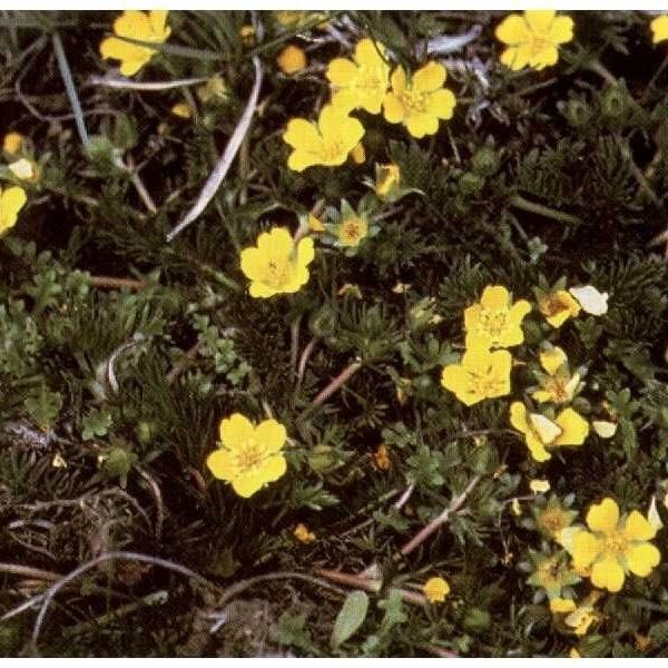 Potentilla plattensis (Platte river cinquefoil)