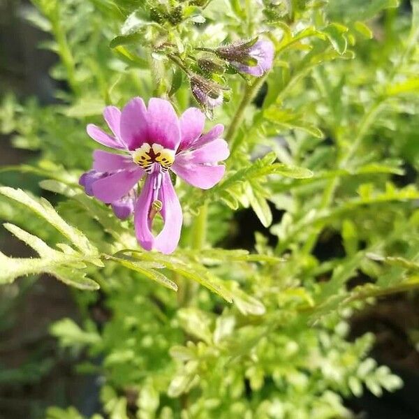 Schizanthus pinnatus Lorea