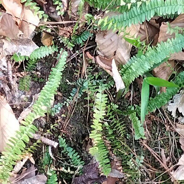 Asplenium platyneuron Habitus