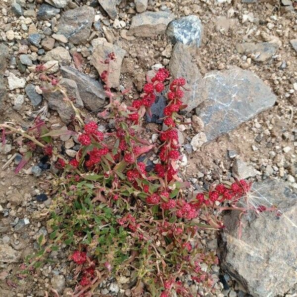 Blitum virgatum Fruto