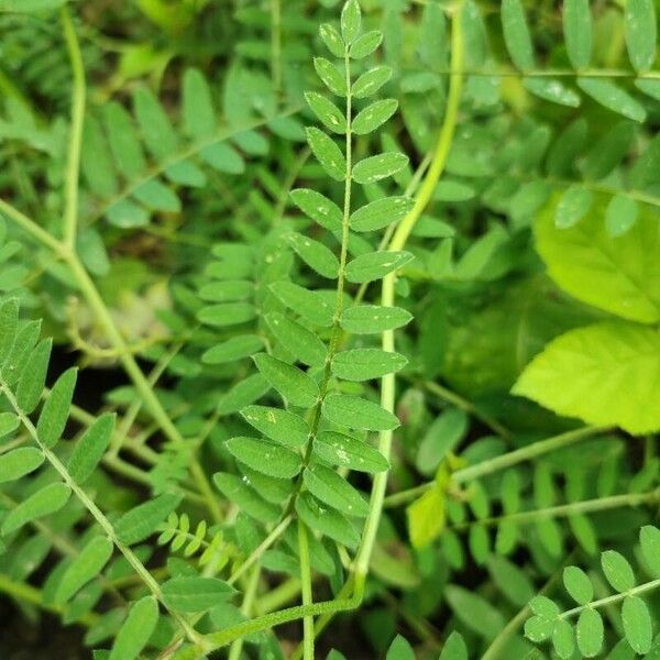 Astragalus cicer Leaf