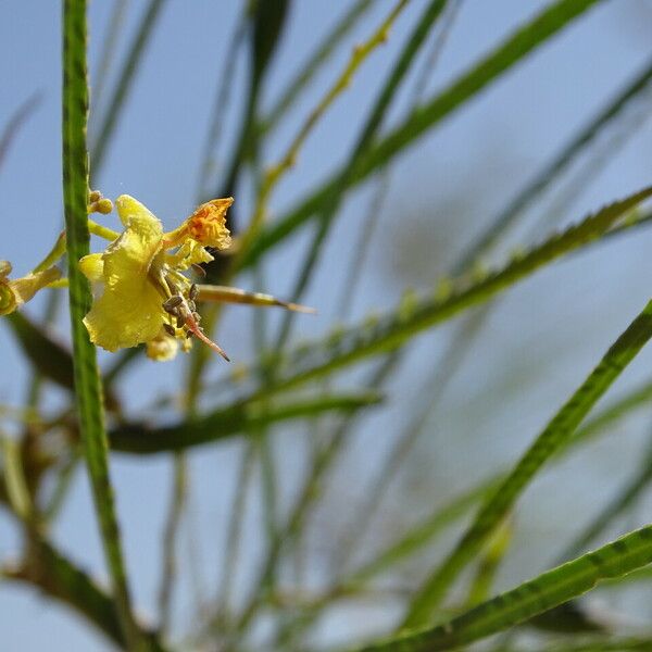 Parkinsonia aculeata Fleur