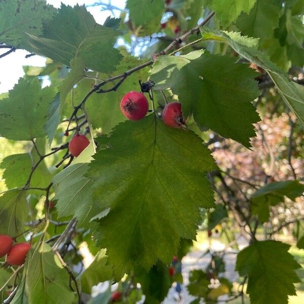 Crataegus submollis Yaprak