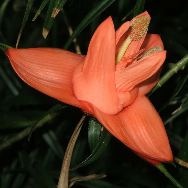 Freycinetia cumingiana Flor