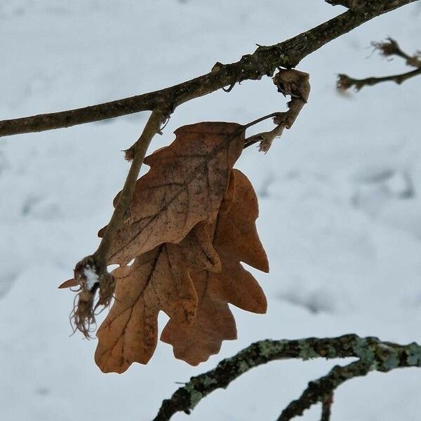 Quercus cerris Frunză