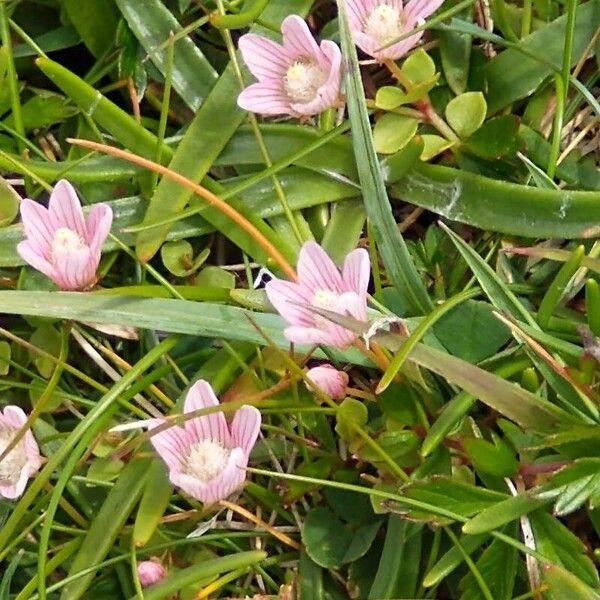 Lysimachia tenella Lorea