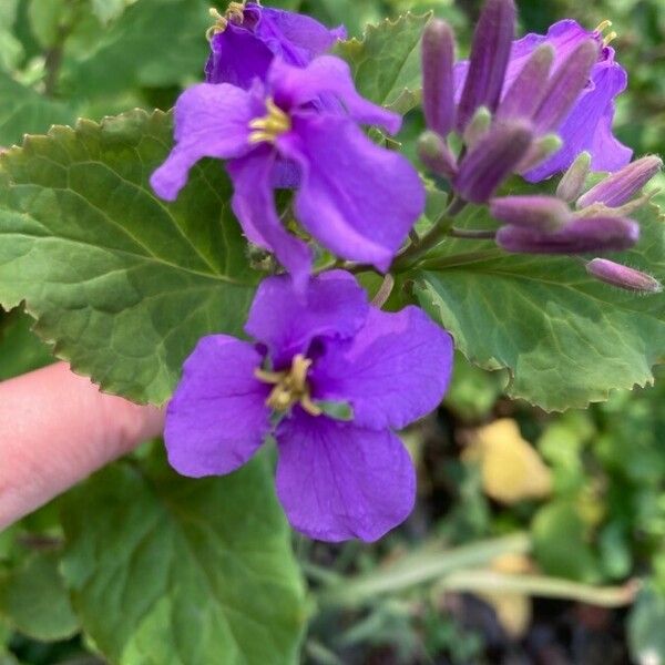 Orychophragmus violaceus Floro