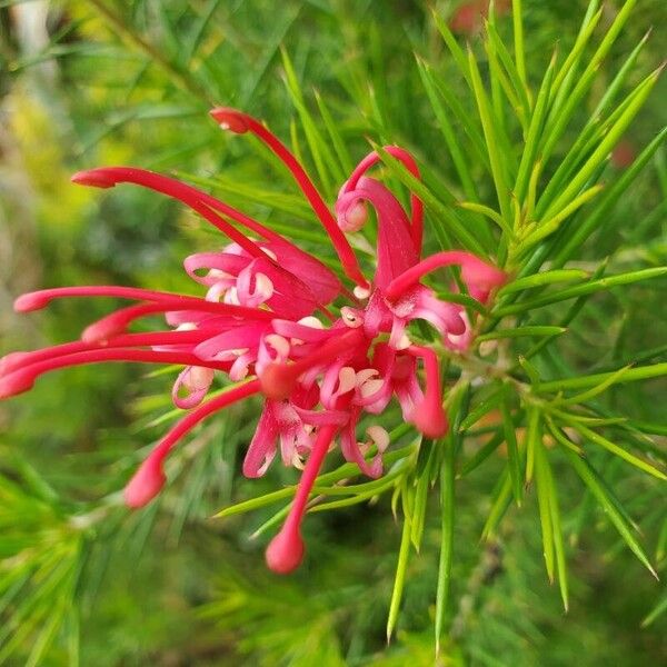 Grevillea rosmarinifolia Kukka