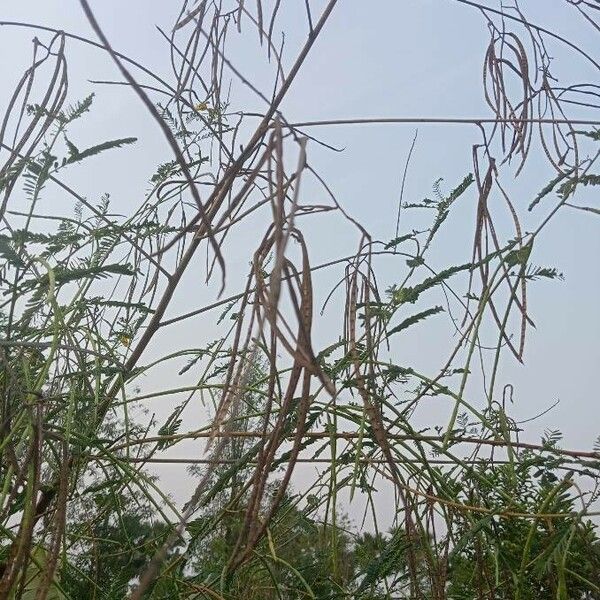 Sesbania sesban Fruit