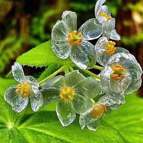 Podophyllum grayi Цветок