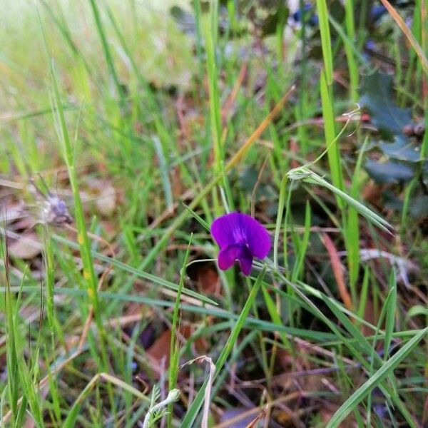 Lathyrus angulatus Flower