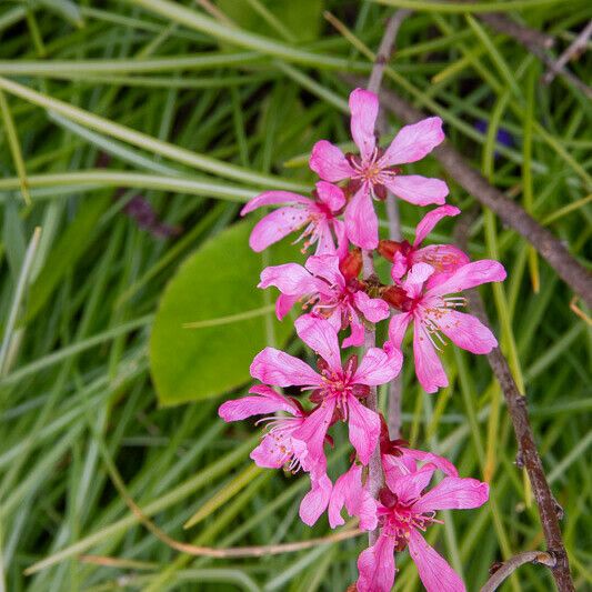 Prunus tenella Flor