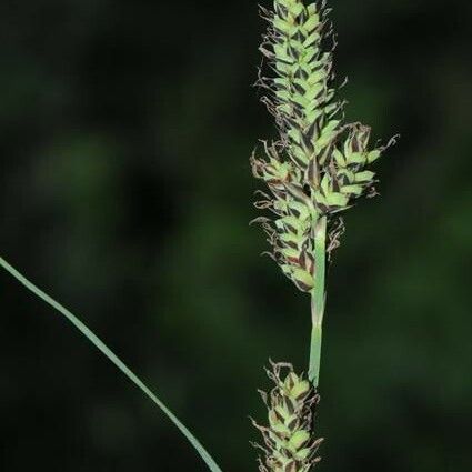 Carex buxbaumii Flower