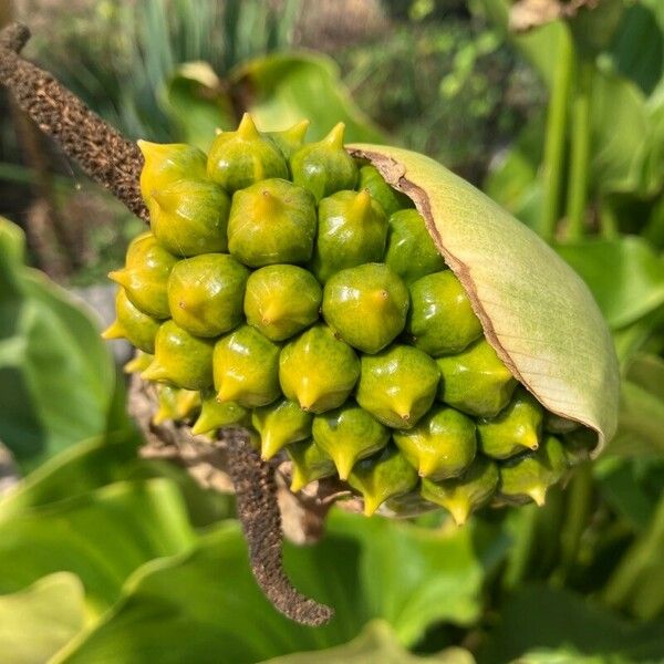 Arum pictum Frukto