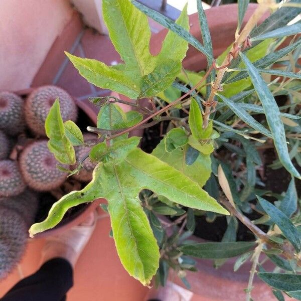 Passiflora edulis Folla