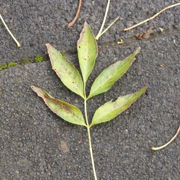 Fraxinus angustifolia Folio