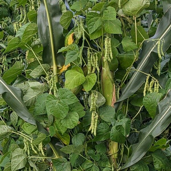 Phaseolus vulgaris 整株植物