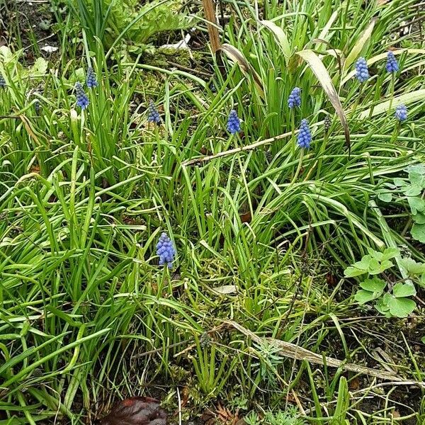 Muscari botryoides Ліст