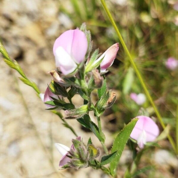 Ononis reclinata Feuille