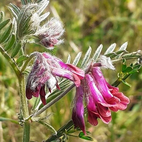 Vicia benghalensis Flower