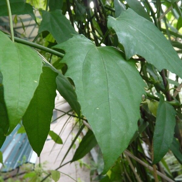 Thunbergia grandiflora Leaf