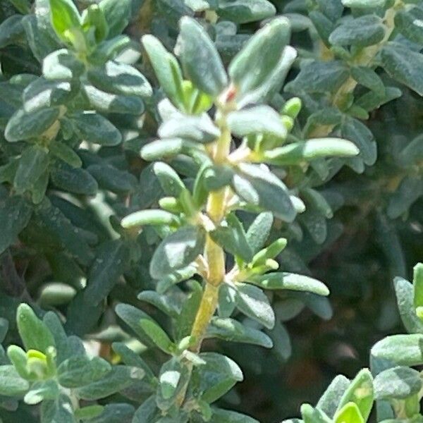 Thymus vulgaris Frunză