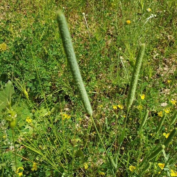 Phleum phleoides Flor