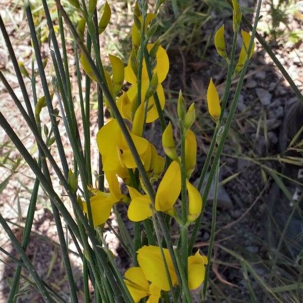 Spartium junceum Blomma