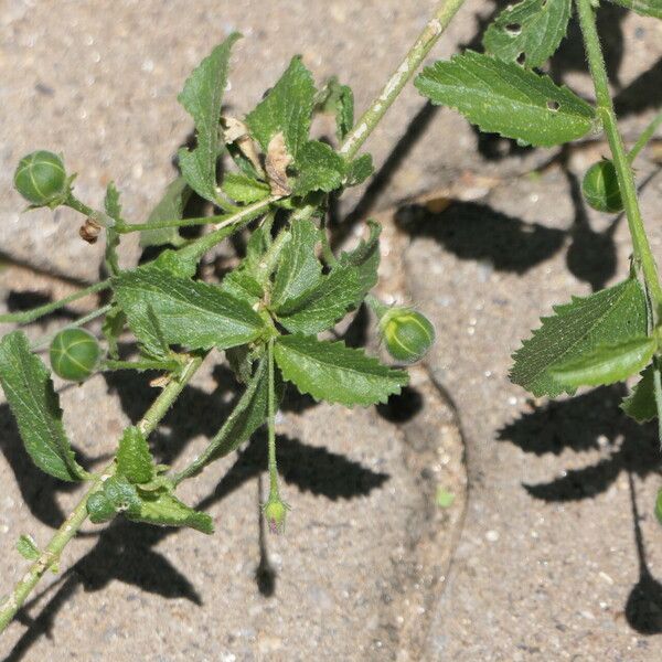 Hibiscus micranthus Plod