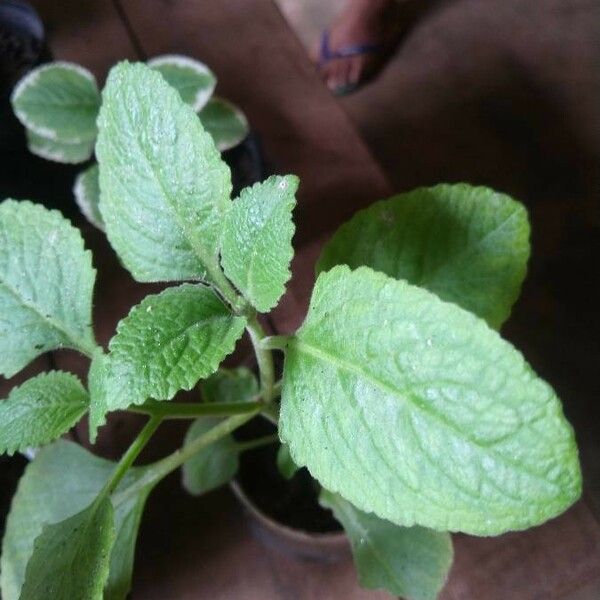 Plectranthus amboinicus Leaf