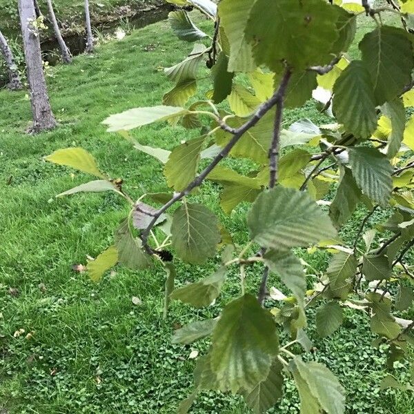 Alnus incana Blatt