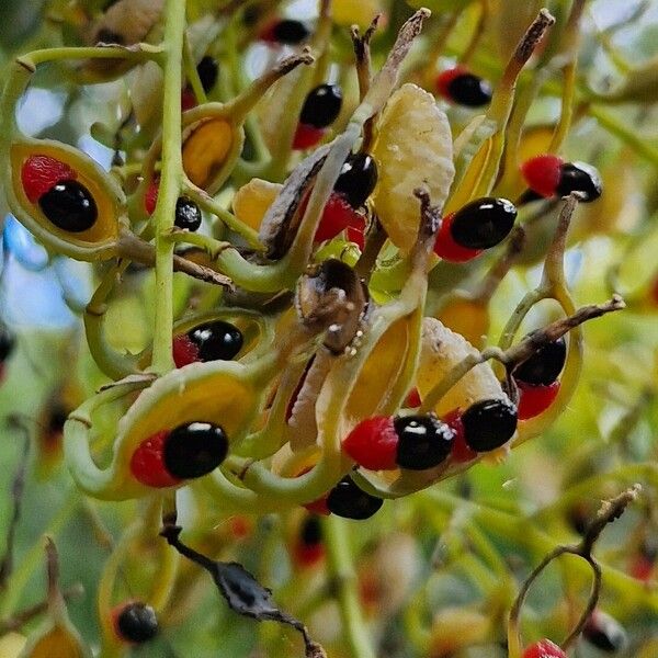 Bocconia frutescens Плод