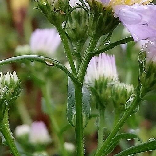 Symphyotrichum novi-belgii Blüte