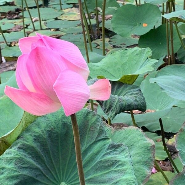 Nelumbo nucifera Квітка