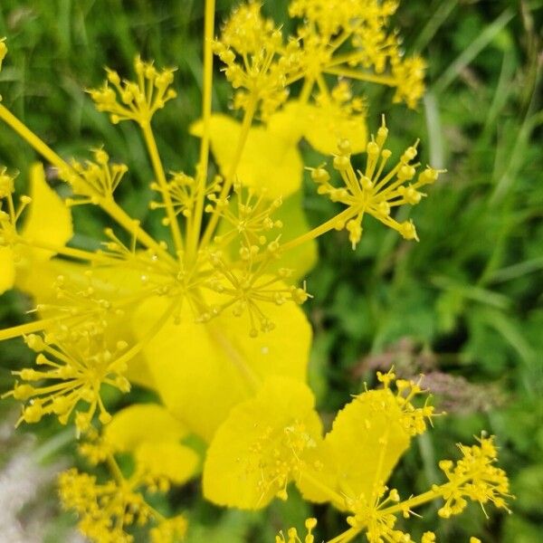 Smyrnium perfoliatum Flor