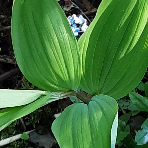 Polygonatum hirtum পাতা