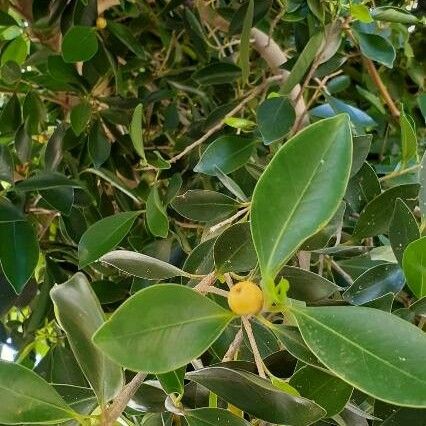 Ficus microcarpa Fruit