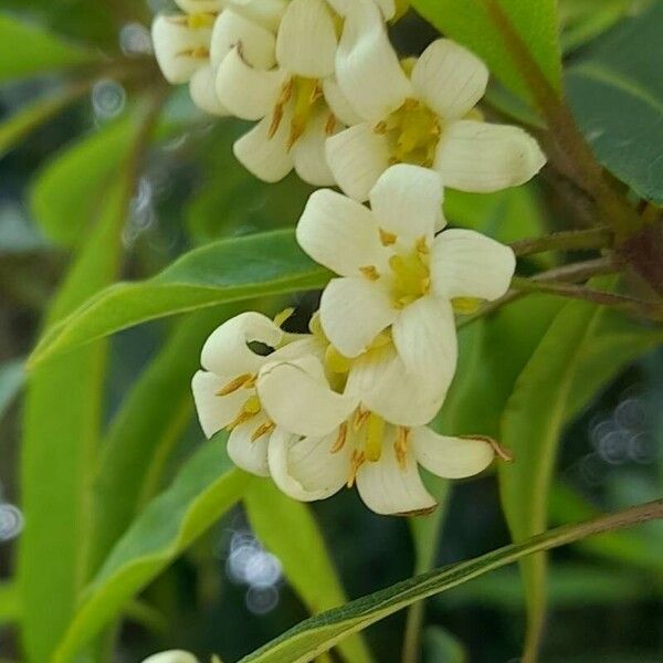 Pittosporum undulatum Flower