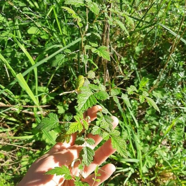 Rubus parvifolius पत्ता